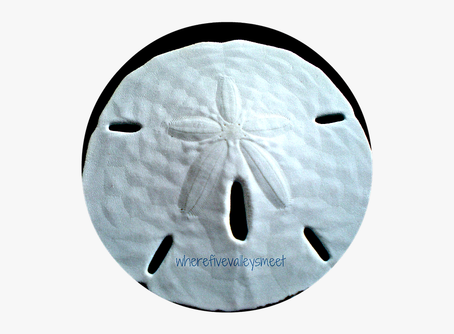 Sand Dollar, Transparent Clipart