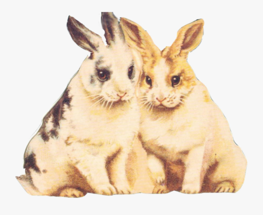 Rabbit Clipart Fur - Clip Art, Transparent Clipart