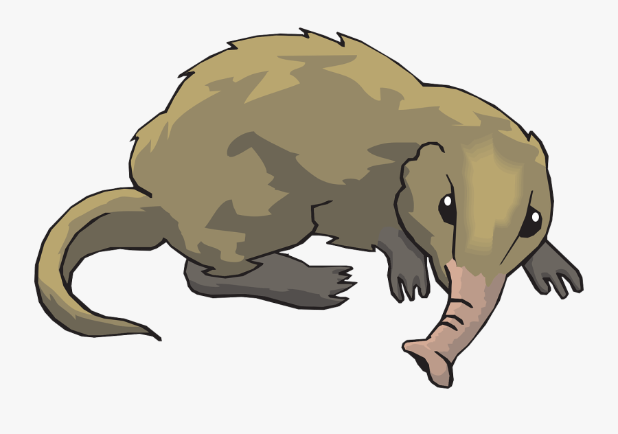 Long, Tail, Animal, Fur, Shrew, Nosed - Shrew Clipart, Transparent Clipart