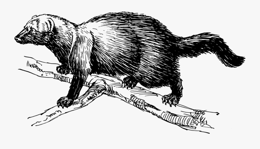 Transparent Climbing Clipart - Fisher Animal Clipart, Transparent Clipart