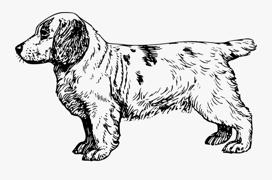 Dog, Pet, Fur, Breed, Spaniel - Clumber Spaniel Vector, Transparent Clipart