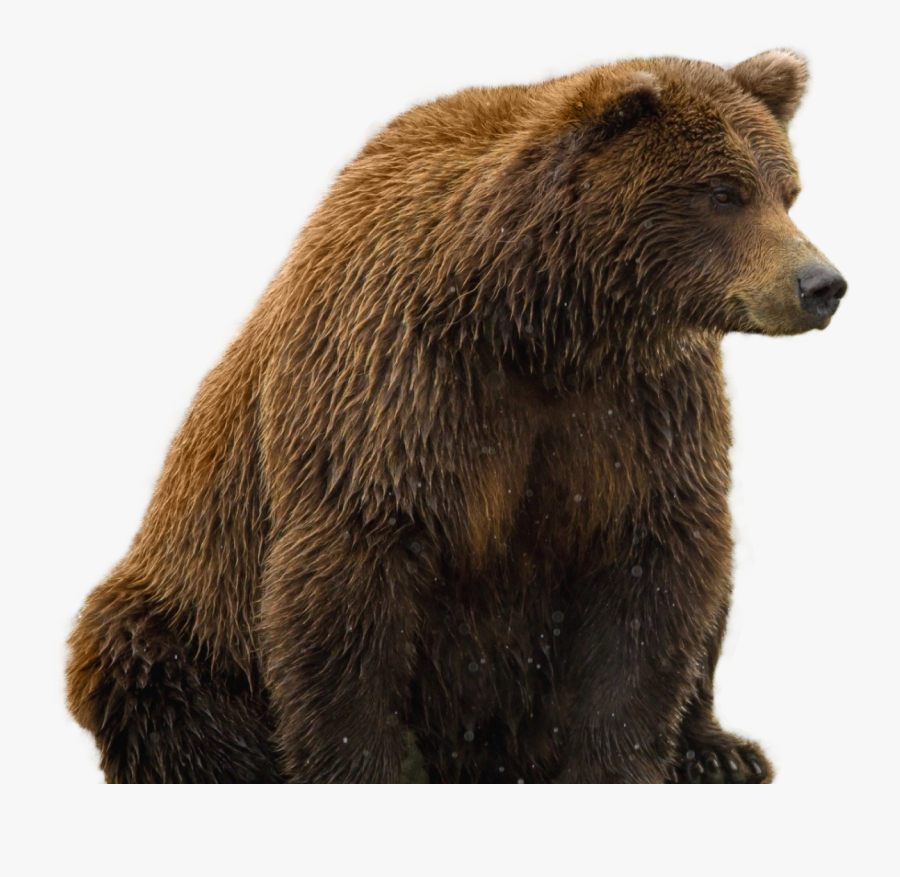 Clip Art Fur Png For - Brown Bear Transparent Background, Transparent Clipart