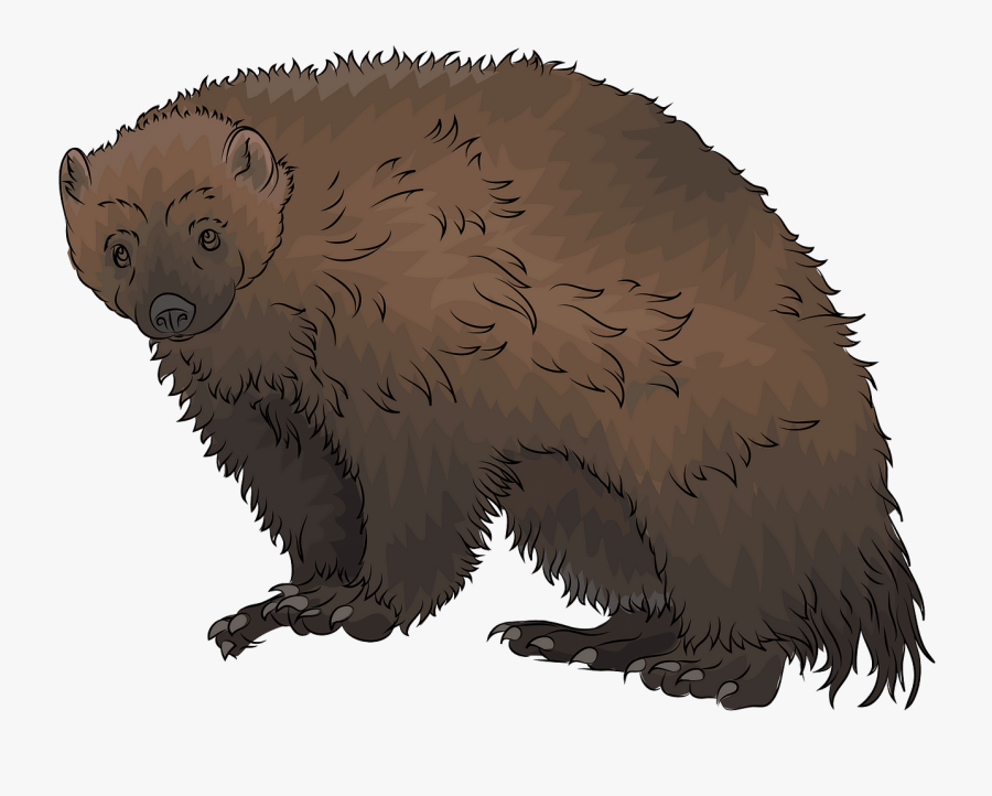 Ferret, Transparent Clipart