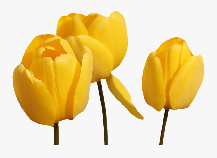 Tulip Flower Yellow Png, Transparent Clipart