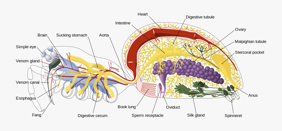 Spider Internal Diagram, Transparent Clipart