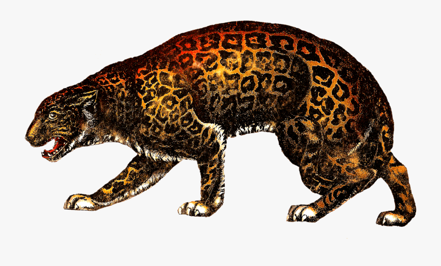 Vintage Circus Leopard - Vintage Circus Tiger Illustration, Transparent Clipart