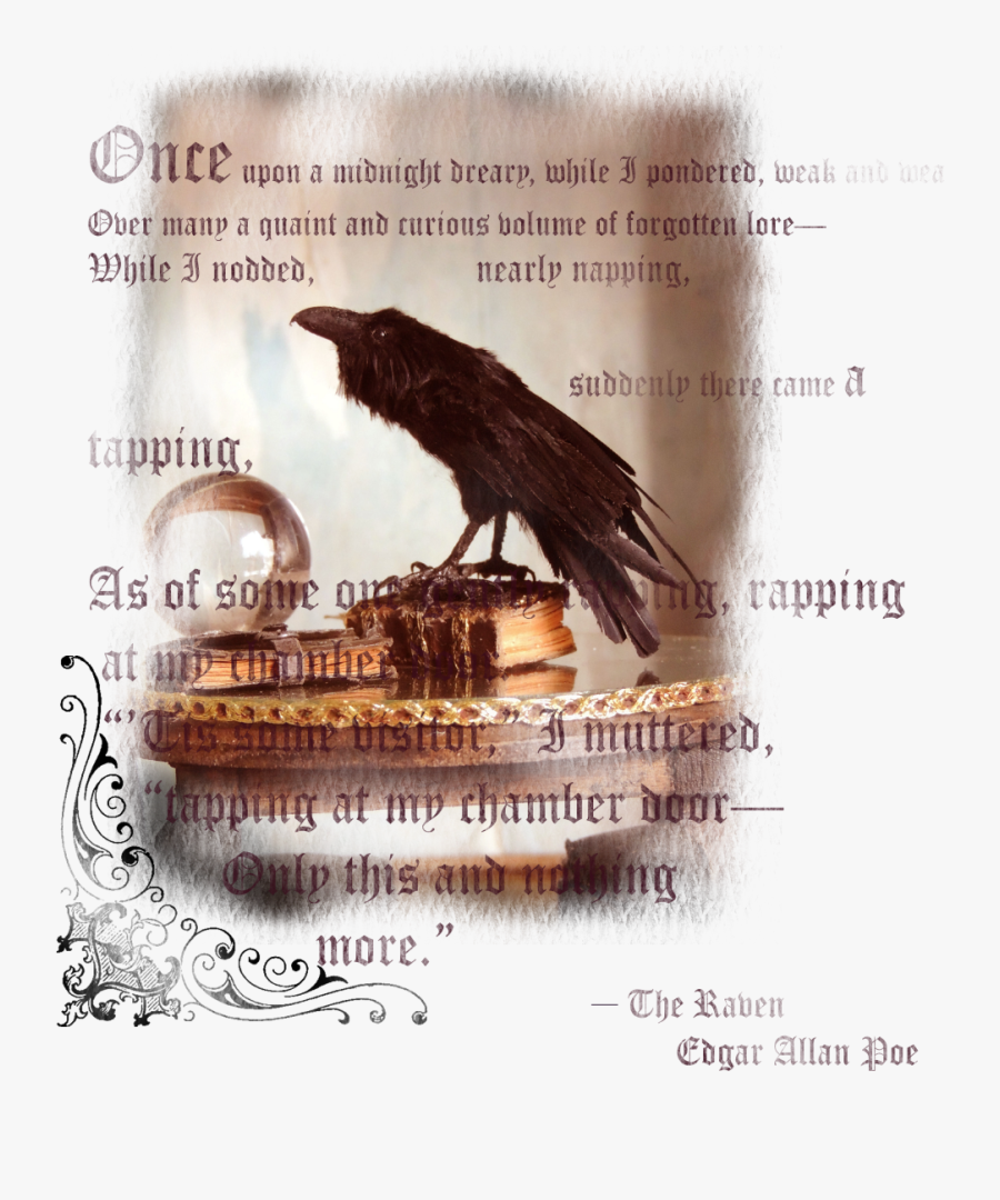 Transparent Napping Clipart - Raven, Transparent Clipart