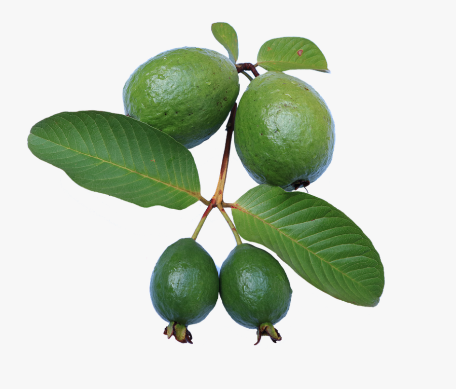 Basket Clipart Guava - Guava Tree Clipart, Transparent Clipart