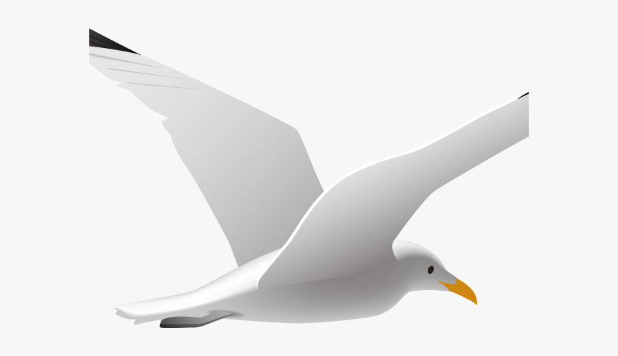 European Herring Gull, Transparent Clipart