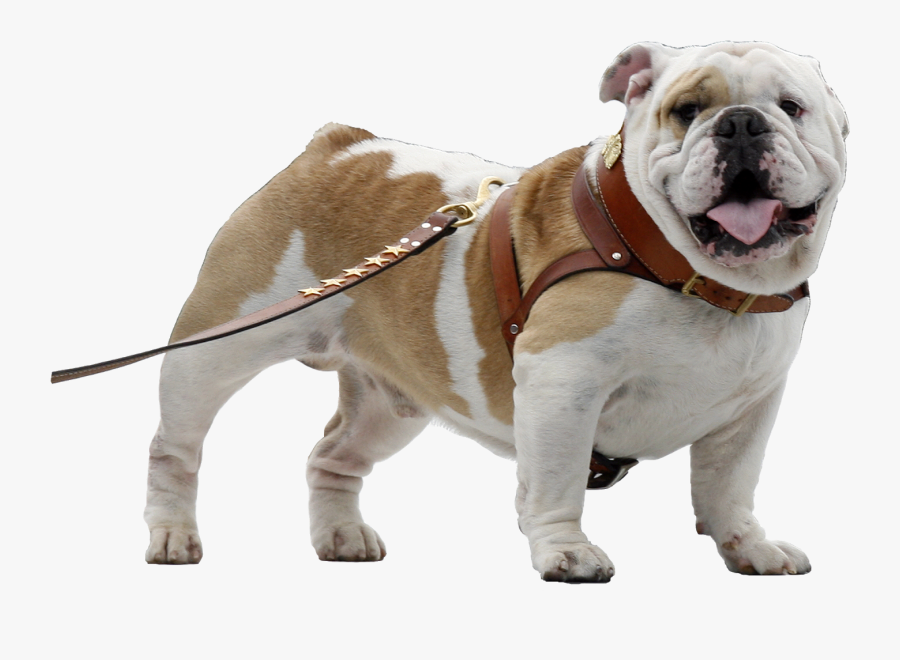 Transparent Bulldog Face Png - Bulldog Cachorro Png, Transparent Clipart