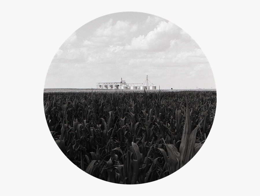 Transparent Cornfield Png - Circle, Transparent Clipart
