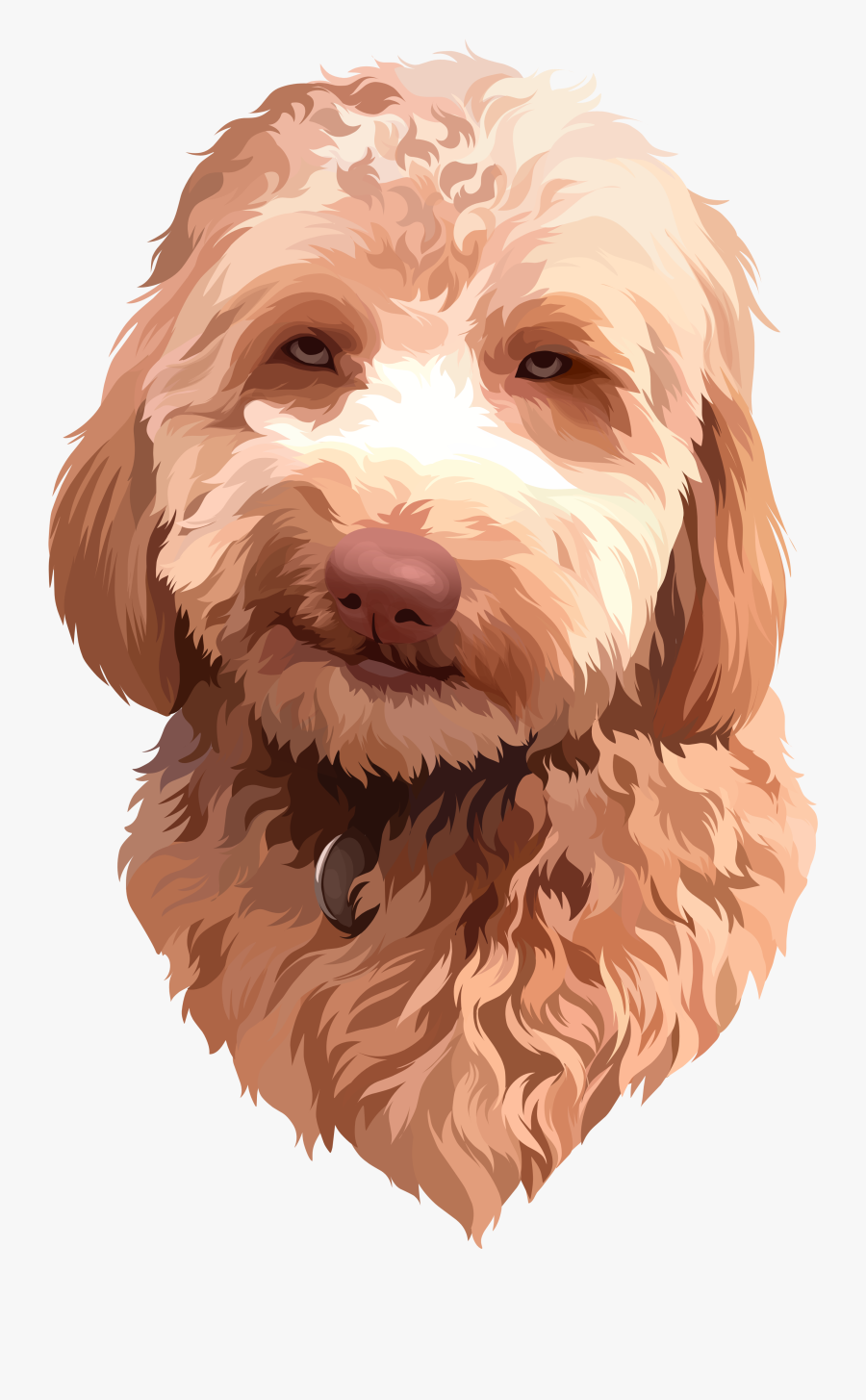 Spanish Water Dog, Transparent Clipart
