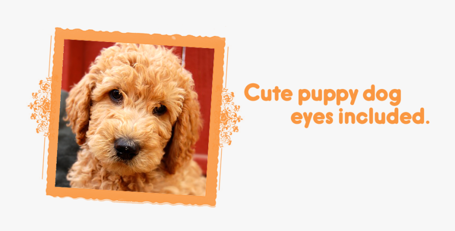 Transparent Cute Puppy Png - Labradoodle, Transparent Clipart