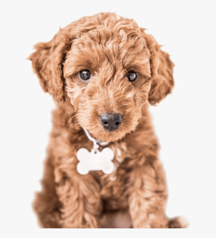 Cute Dog - Labradoodle - Cute Labradoodle Transparent Background, Transparent Clipart