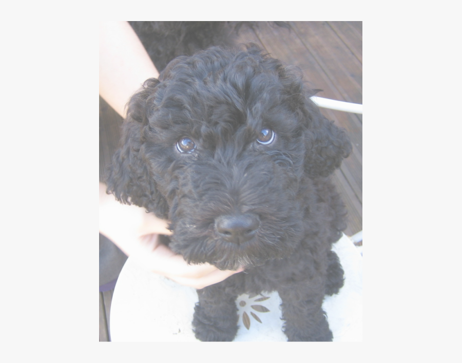 Picture - Labradoodle, Transparent Clipart