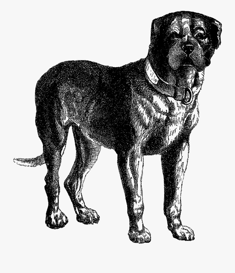 Clipart Black Mastiff Dog - Dog Black Neapolitan Mastiff Tibetan Mastiff, Transparent Clipart