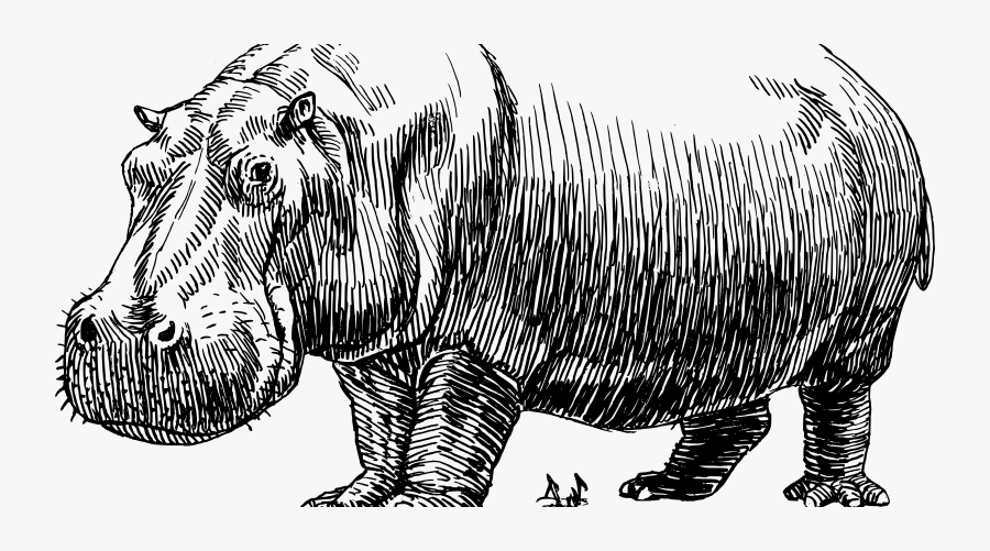 Hippo Clipart Black And White, Transparent Clipart