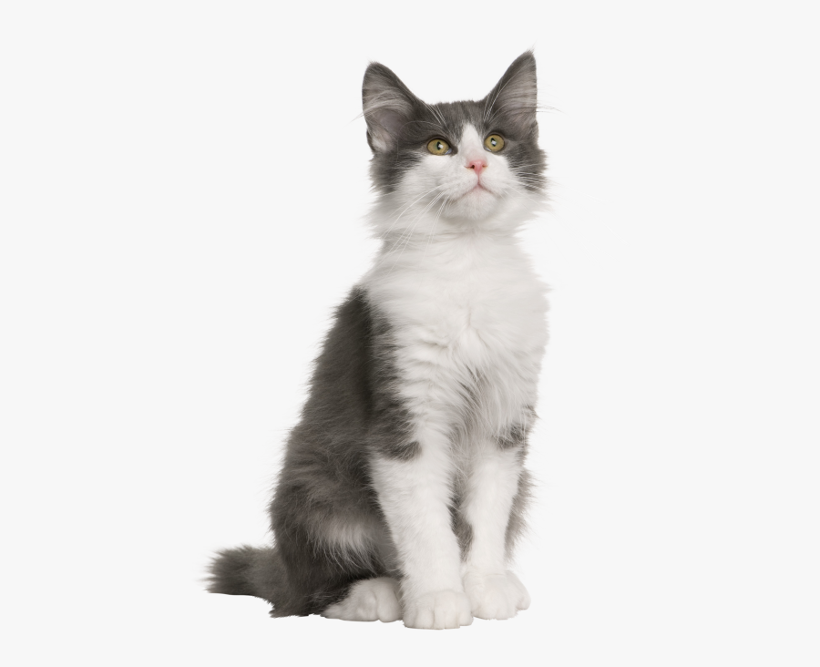 Gray White Cat - Norwegian Forest Cat Size Kitten, Transparent Clipart