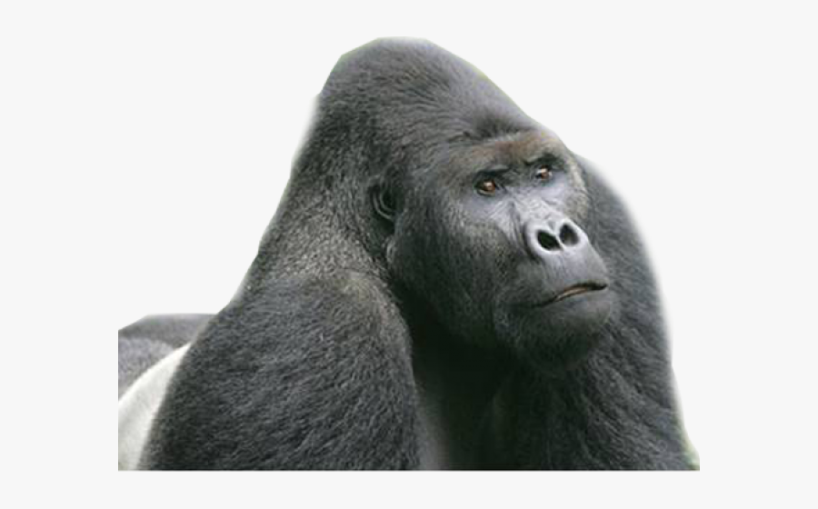 Gorilla Png Transparent Images - Endangered Eastern Lowland Gorilla, Transparent Clipart