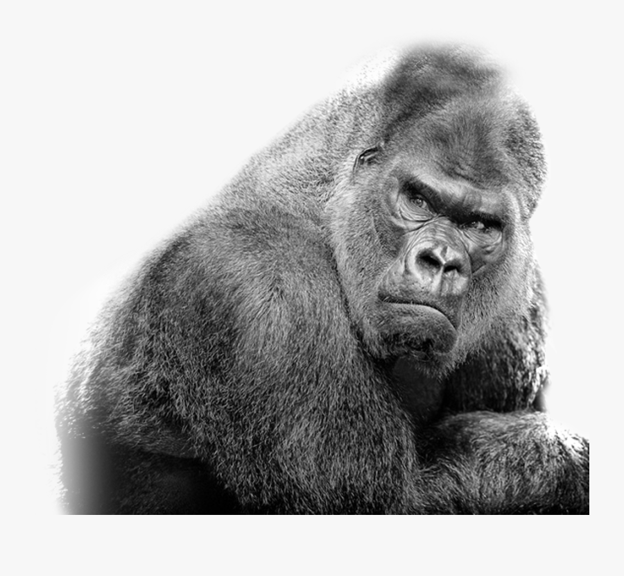 Silverback Gorilla Transparent, Transparent Clipart
