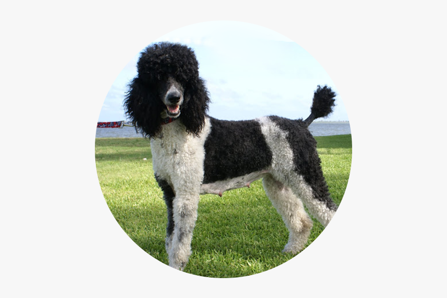 Standard Poodle Miniature Poodle Portuguese Water Dog - Standard Poodle, Transparent Clipart