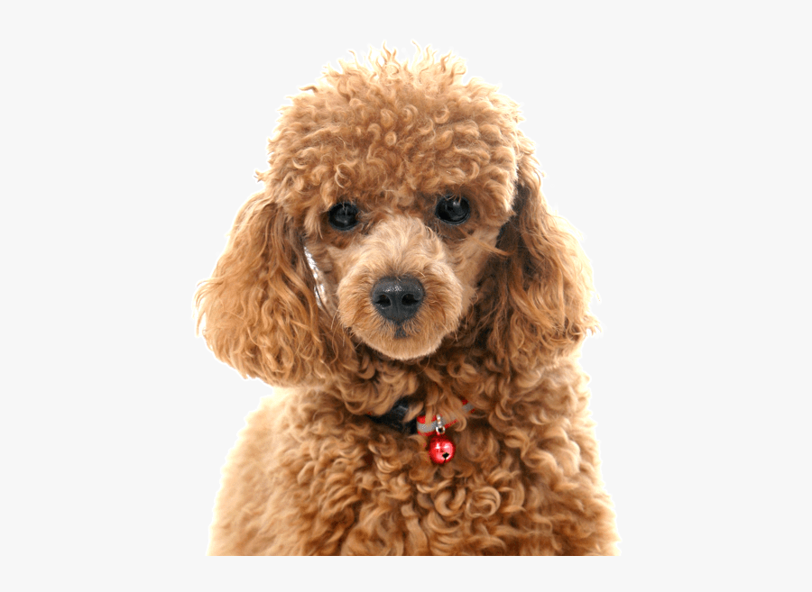 Clip Art Brown Poodle Puppy - Miniature Cross Toy Poodle, Transparent Clipart