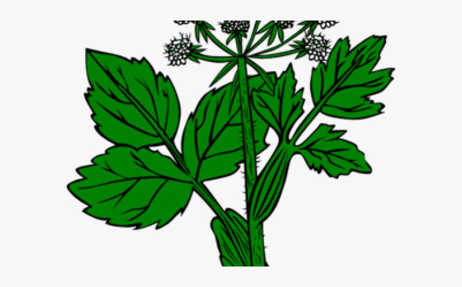 Alfalfa Dibujo Png, Transparent Clipart