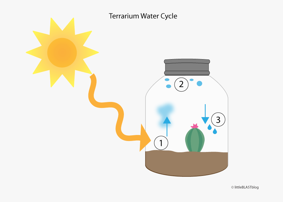 Water Cycle In Terrarium Clipart , Png Download - Life Cycle Of Closed Terrarium, Transparent Clipart