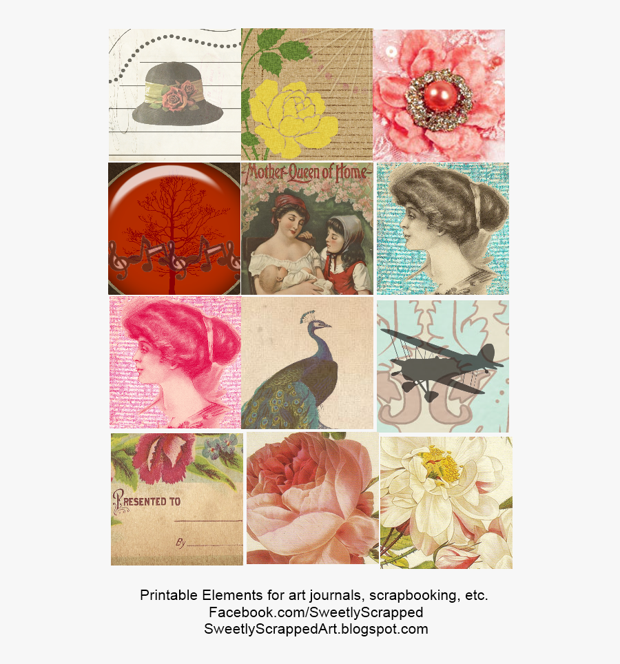 Garden Roses, Transparent Clipart