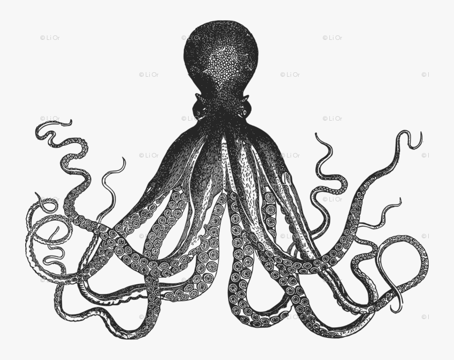 Cthulhu Drawing Kraken - Lord Bodner Octopus, Transparent Clipart