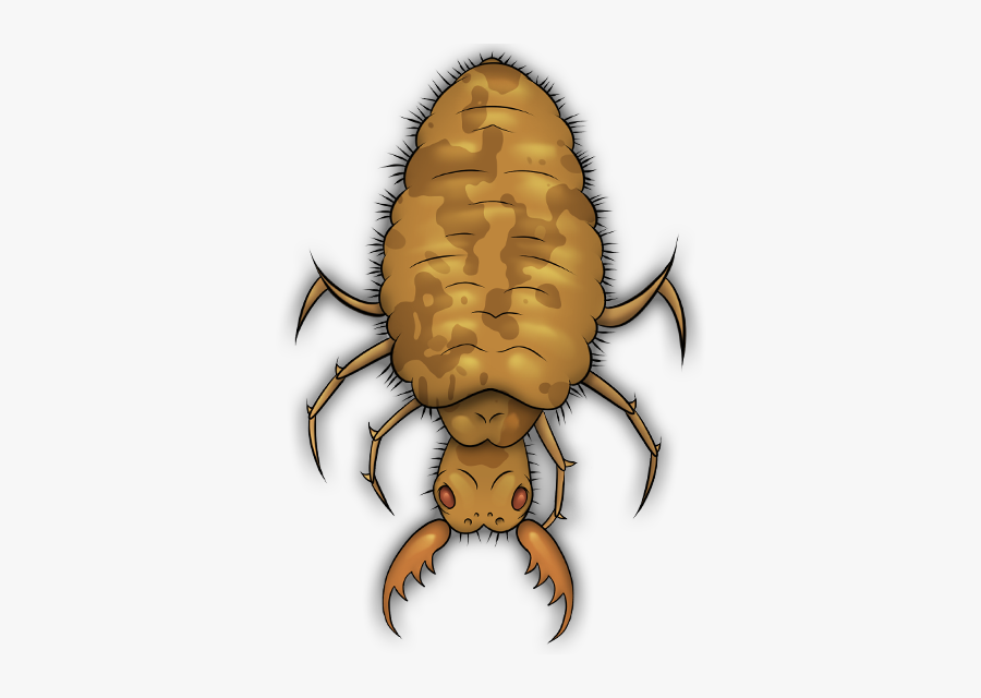 Human Body Louse, Transparent Clipart