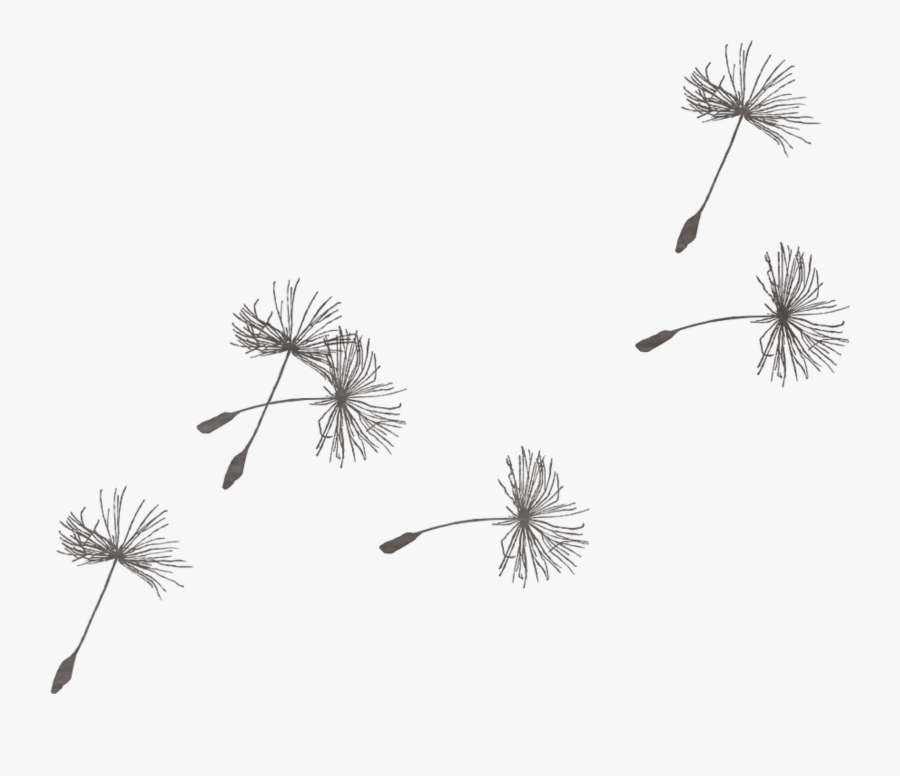 #leaves #nature #old #flower #wind - Dandelion Wish Clip Art, Transparent Clipart