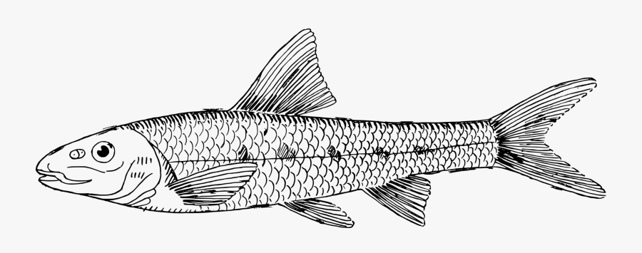 Line Art,seafood,line - Indian Fish Black & White Png, Transparent Clipart