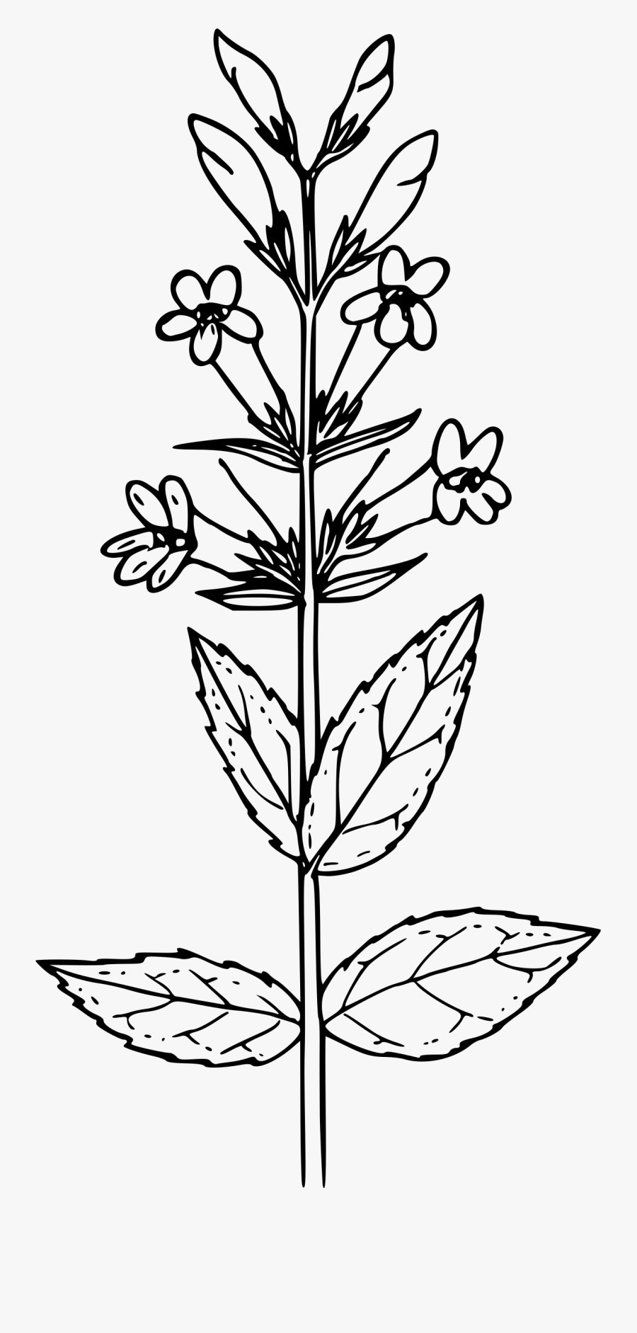 Blue Mountain Penstemon Clip Arts - Mustard Plant Drawing, Transparent Clipart