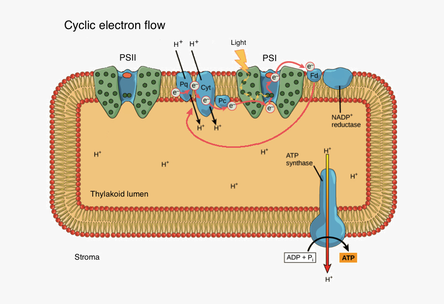 Photosynthesis Flow Map Png Easy & Free Photosynthesis - Psii And Psi In Photosynthesis, Transparent Clipart