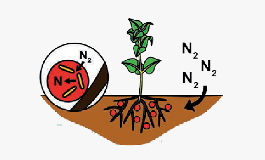 Biological Nitrogen Fixation  - Biological Nitrogen Fixation Cartoons, Transparent Clipart
