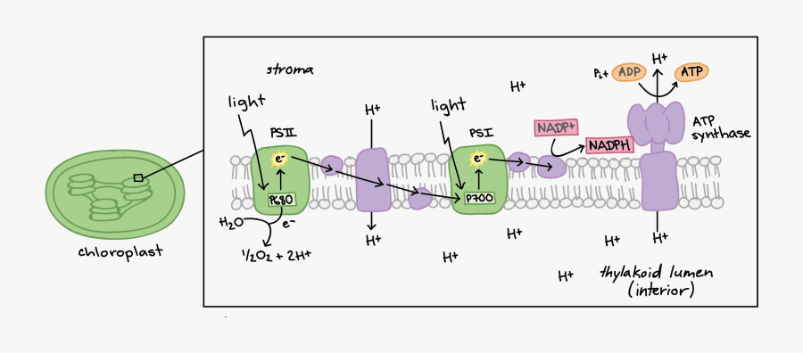 Intro To Photosynthesis Article Khan Academy - Reacciones Dependientes De La Luz, Transparent Clipart