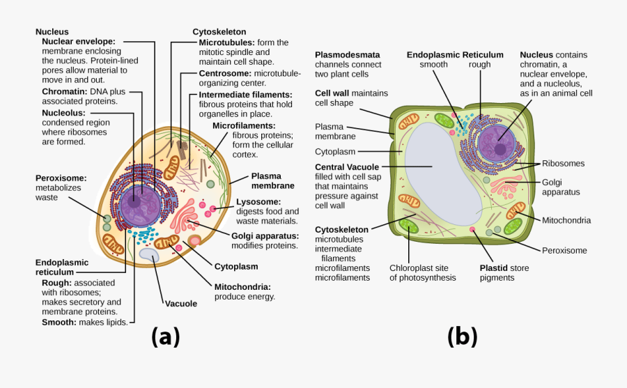 Unique Features Of Animal - Animal Cells And Structure, Transparent Clipart
