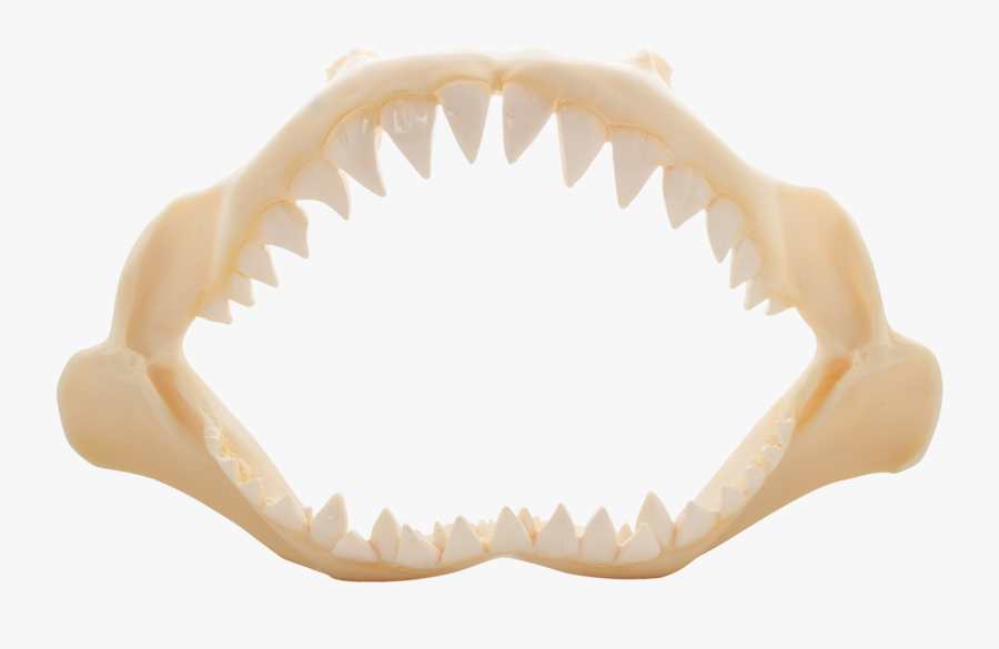 Shark Jaw Png - Shark Jaw Bone Png, Transparent Clipart
