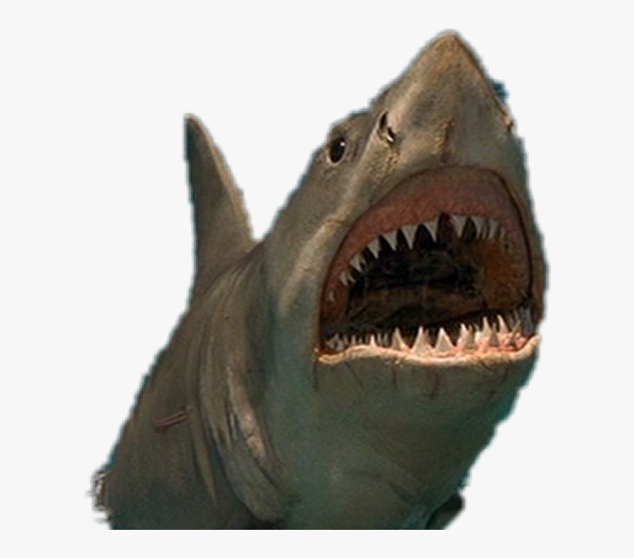 #jaws - Maiores Tubaroes Do Mundo, Transparent Clipart