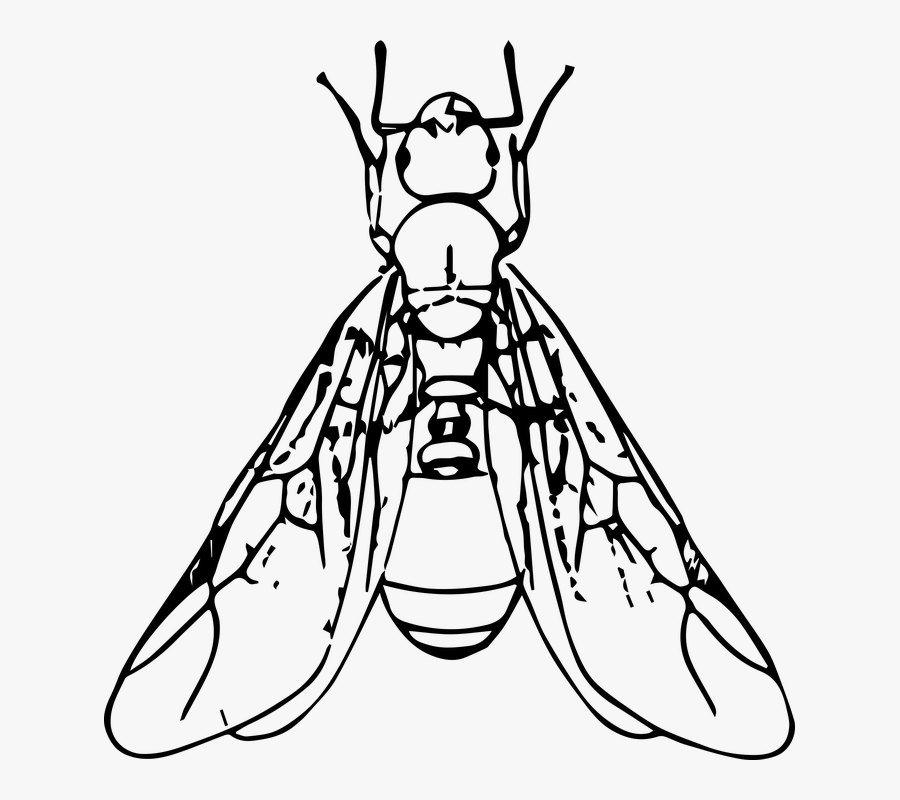 Ants Vs - Ants With Wings Clipart, Transparent Clipart