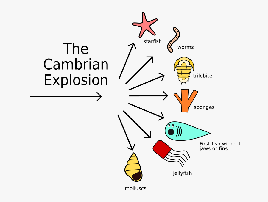 Cambrian Explosion Png, Transparent Clipart
