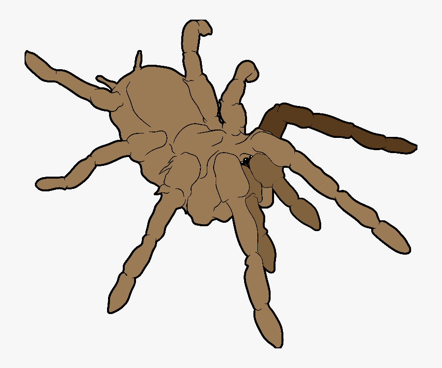 Tarantula, Brown - Tarantula, Transparent Clipart