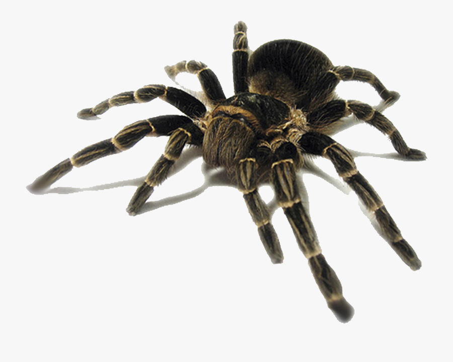 Cat Spider Insect Pest Tarantula - Pink Toe Tarantula Tank Setup, Transparent Clipart