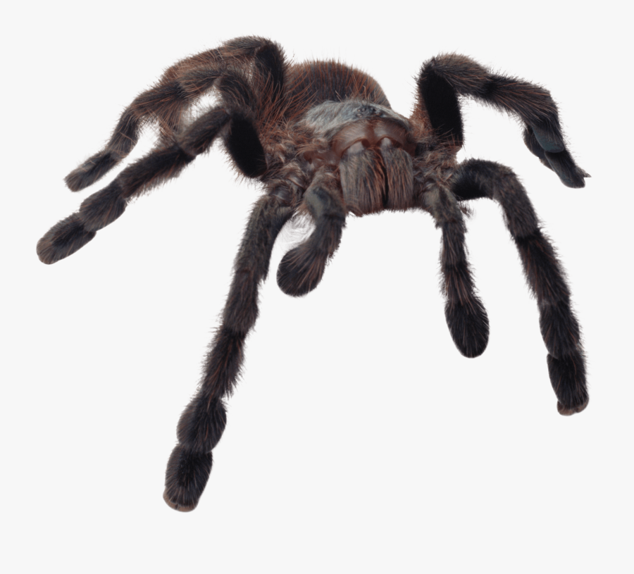 Spiders Gem Spiders Tarantula - Spiders Transparent Background, Transparent Clipart