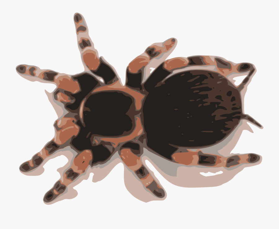 Tarantula - Mexican Red Knee Tarantula Web, Transparent Clipart