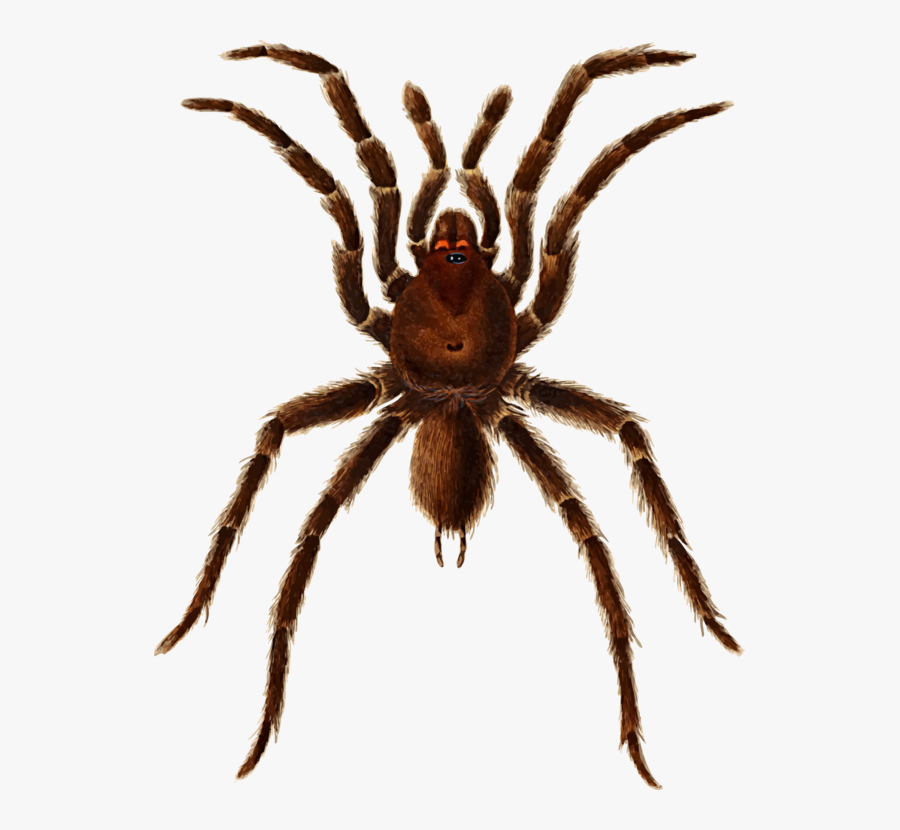 Spiders In Cuba, Transparent Clipart