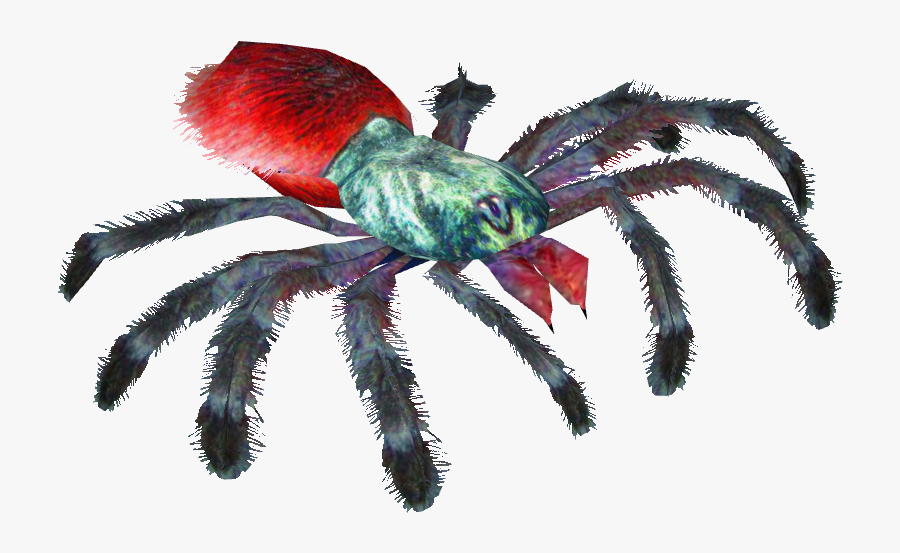 Clip Art Antilles Pinktoe - Goliath Bird Eating Spider Png, Transparent Clipart