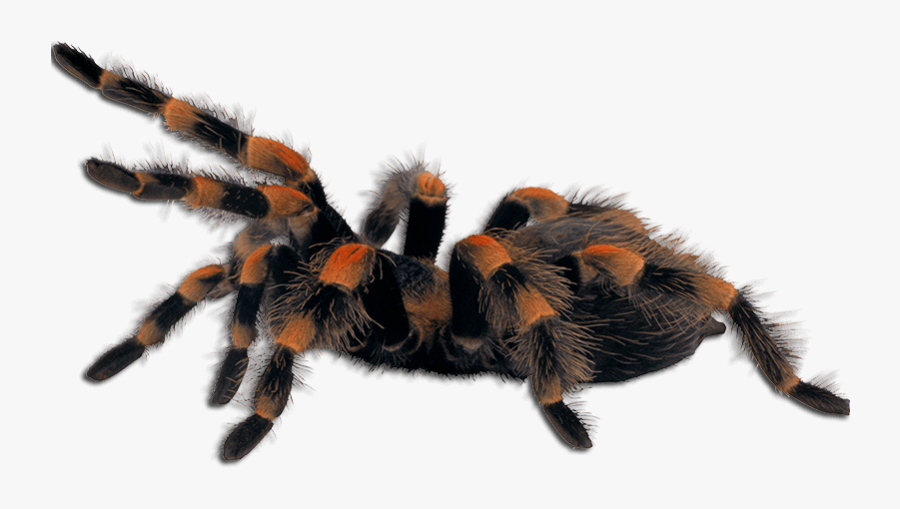 Clip Art Arboreal Tarantula - Spider Png, Transparent Clipart