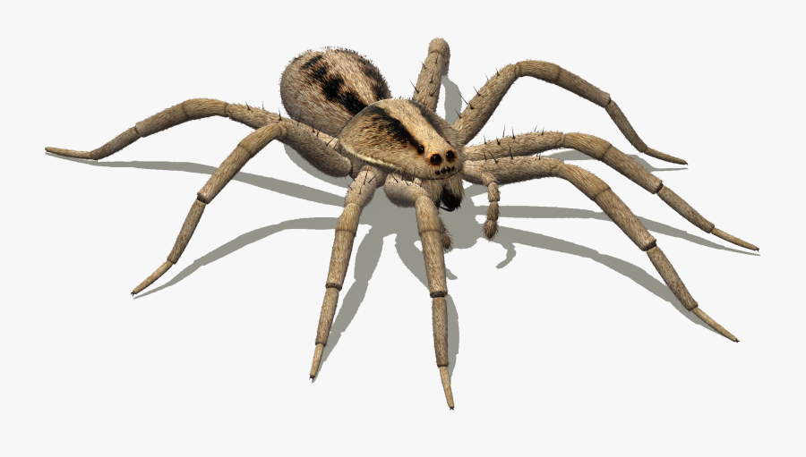 Clip Art Spider Google Search Bugs - Brown Spider Pa, Transparent Clipart